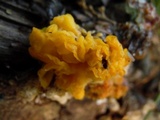 Naematelia aurantia image