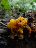 Naematelia aurantia image
