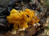 Naematelia aurantia image