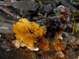 Naematelia aurantia image