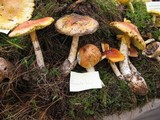 Amanita basii image