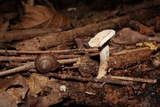 Clitopilus crispus image