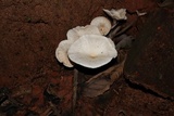 Clitopilus crispus image
