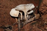 Clitopilus crispus image