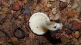 Clitopilus crispus image