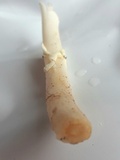 Amanita solaniolens image