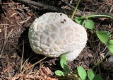 Calbovista subsculpta image