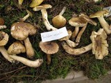 Tricholoma sejunctum image
