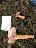 Lactarius volemus image
