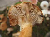Lactarius volemus image
