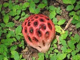 Clathrus crispus image