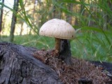 Neolentinus lepideus image