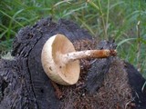 Neolentinus lepideus image