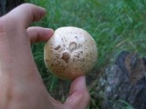Neolentinus lepideus image