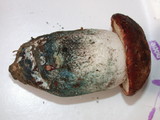 Leccinum manzanitae image