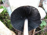 Panaeolus antillarum image