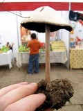 Panaeolus antillarum image