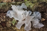 Tremella fuciformis image