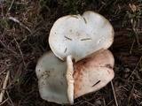 Rhodocollybia maculata image
