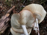 Rhodocollybia maculata image