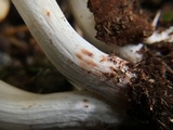 Rhodocollybia maculata image