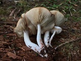 Rhodocollybia maculata image