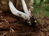 Rhodocollybia maculata image