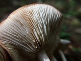Rhodocollybia maculata image