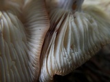 Rhodocollybia maculata image