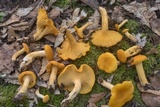 Cantharellus septentrionalis image
