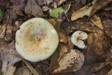 Lactarius piperatus image
