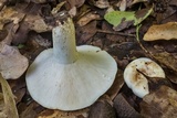Lactarius piperatus image