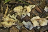 Helvellosebacina concrescens image