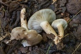 Lactarius subplinthogalus image