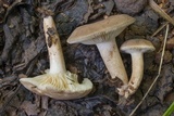 Lactarius subplinthogalus image