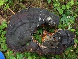 Hypomyces aurantius image