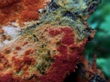Hypomyces aurantius image