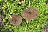 Lactarius lignicola image