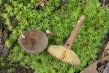 Lactarius lignicola image