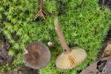 Lactarius lignicola image