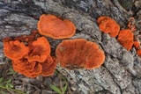 Earliella scabrosa image