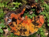 Hypomyces aurantius image