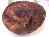 Leccinum manzanitae image
