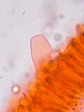Oudemansiella incognita image