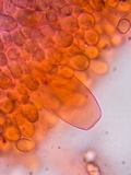 Oudemansiella incognita image