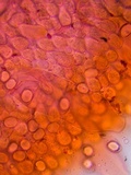Oudemansiella incognita image