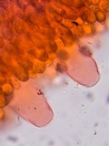 Oudemansiella incognita image
