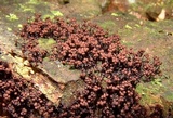 Cribraria cancellata var. cancellata image