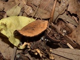 Galiella rufa image