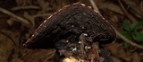 Galiella rufa image